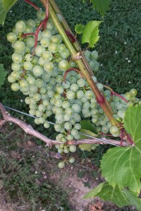 2014-07-21 Gervasi's Vineyard