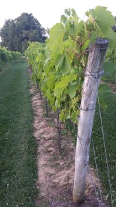 2014-07-21 Gervasi's Vineyard 5